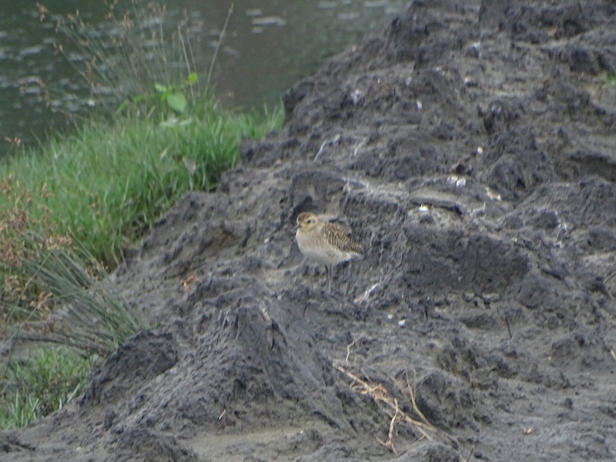 Pacific Golden-Plover - ML286231321