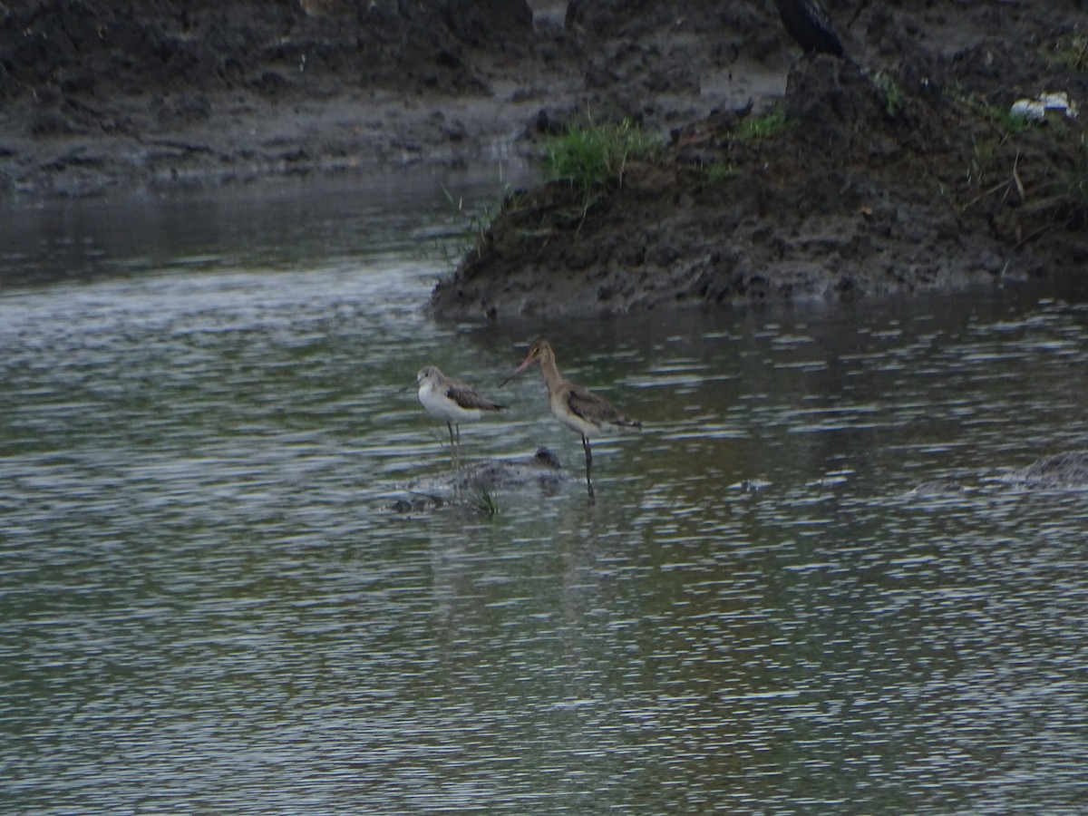 Black-tailed Godwit - ML286231411