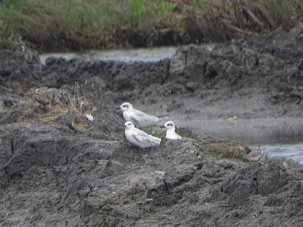 Gull-billed Tern - Anoop Jacob