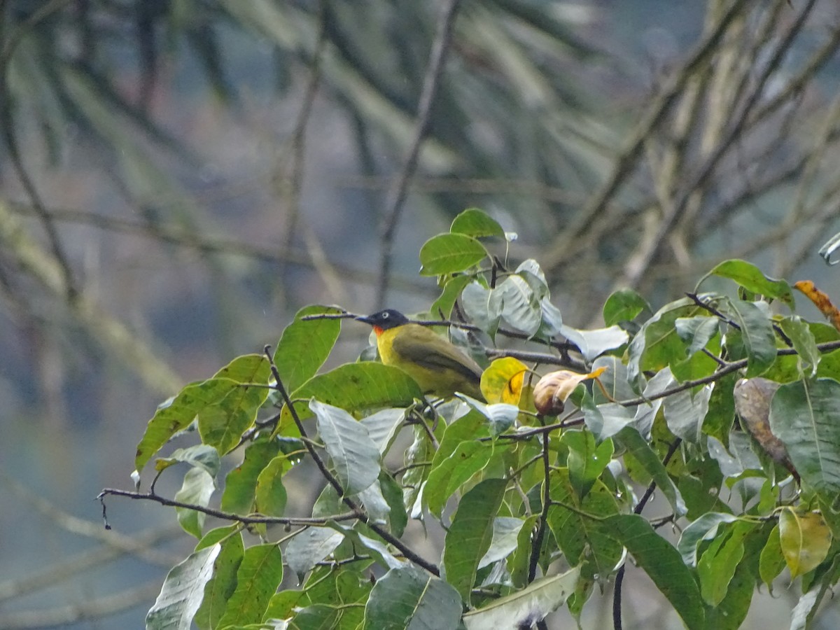 Flame-throated Bulbul - ML286234311