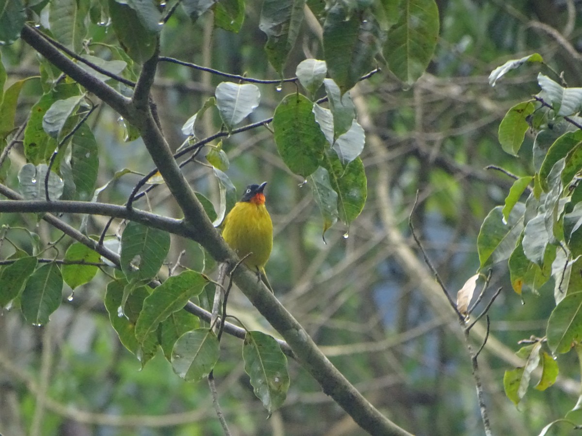 Flame-throated Bulbul - ML286234351