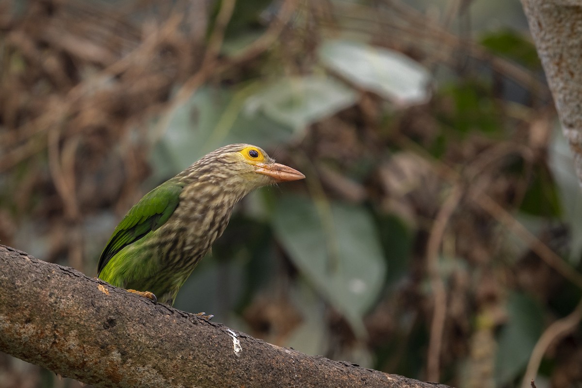 Lineated Barbet - SAMRAT CHOWDHURY