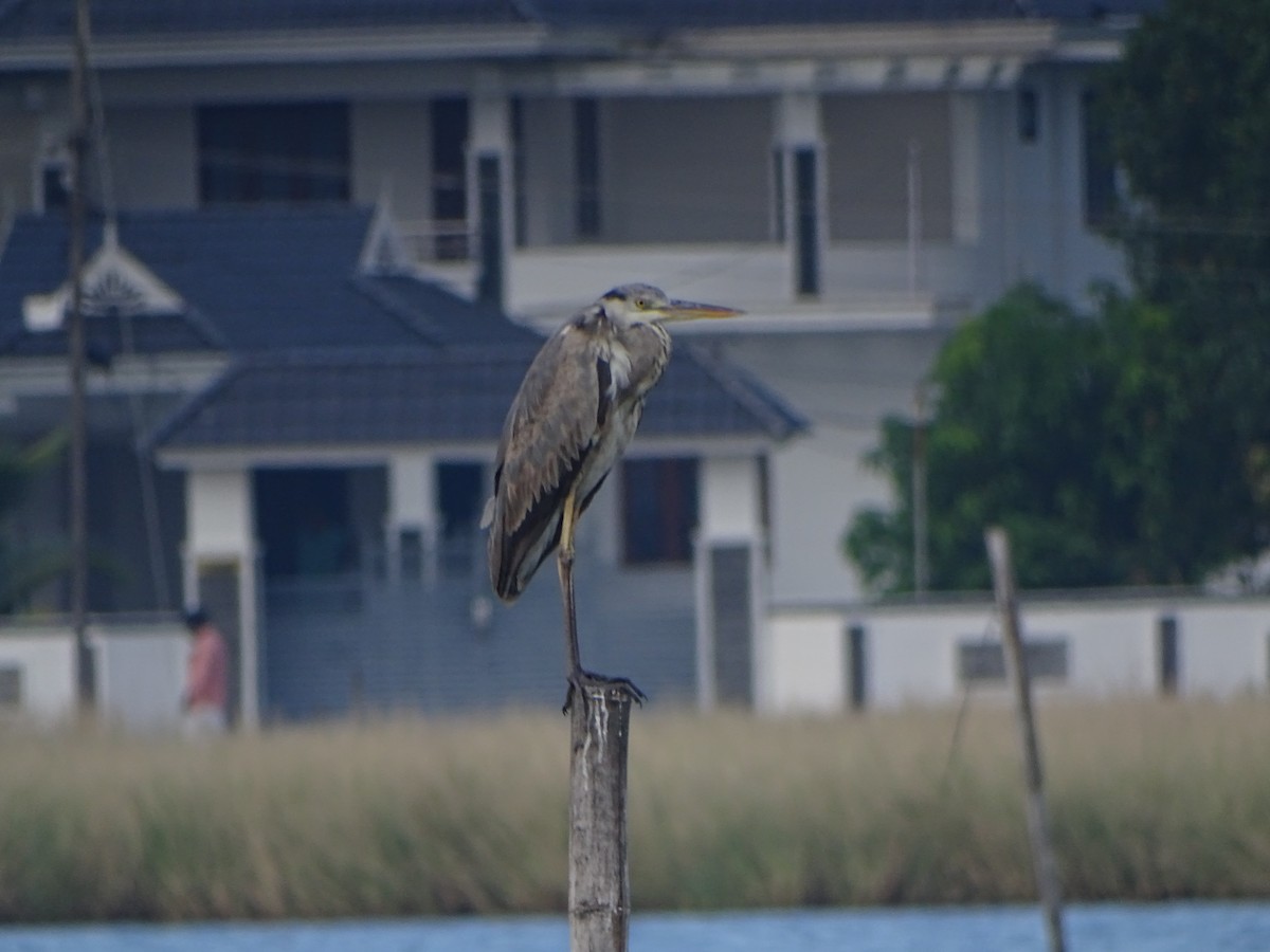 Gray Heron - Anoop Jacob