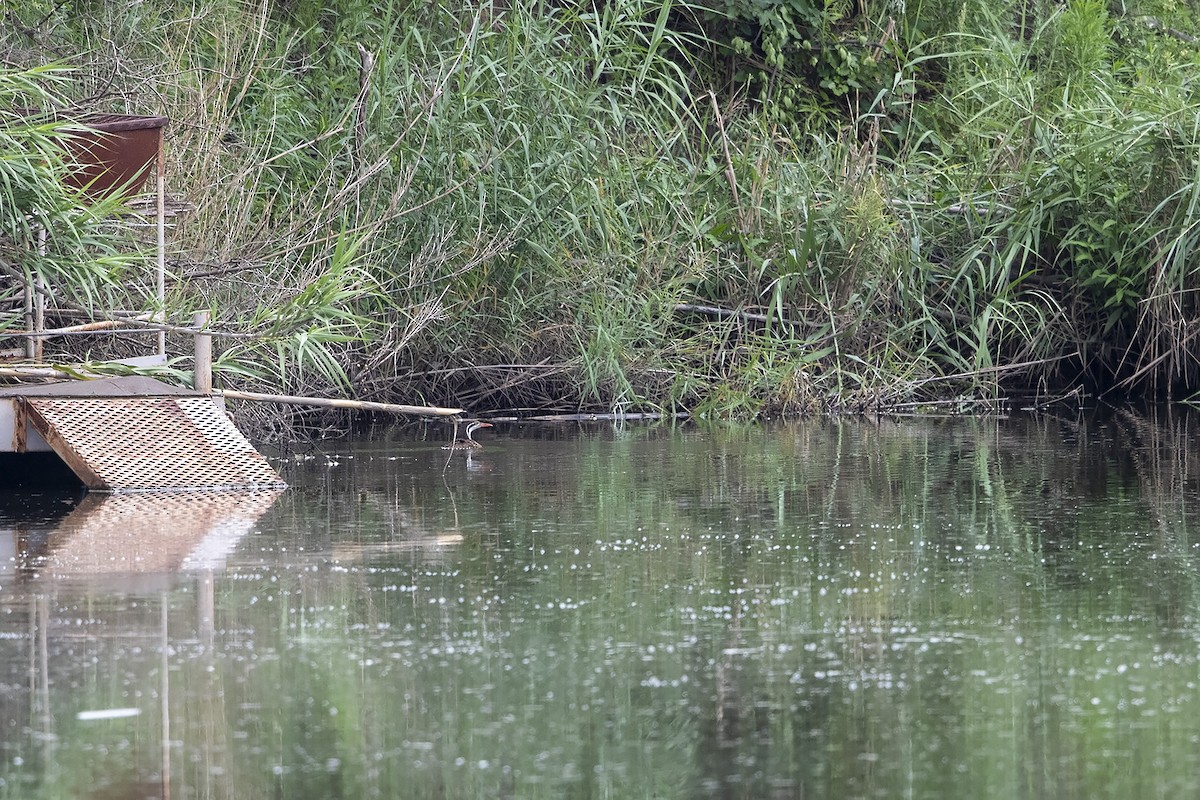 chřástalec africký - ML286240771