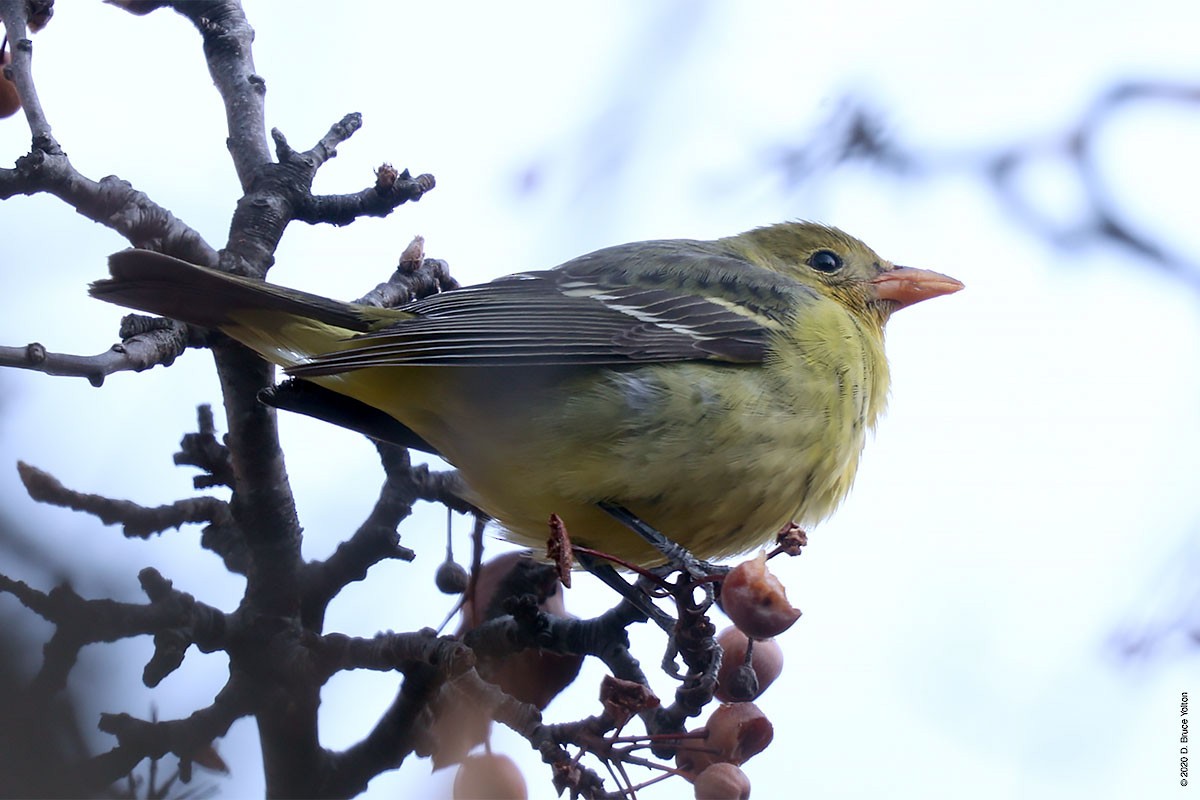 Western Tanager - ML286242271