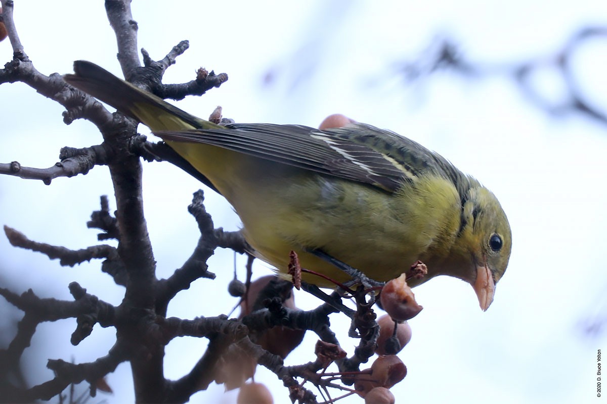 Western Tanager - ML286242281