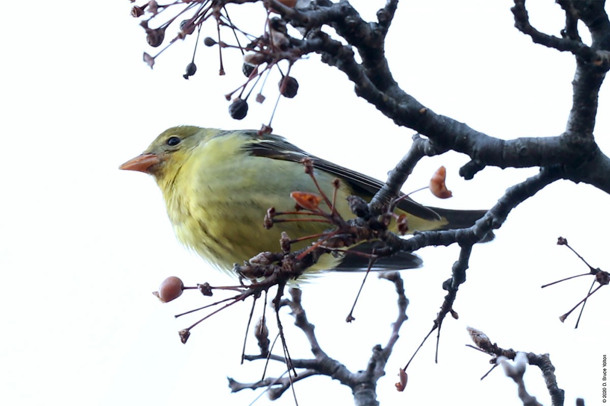 Western Tanager - ML286242291