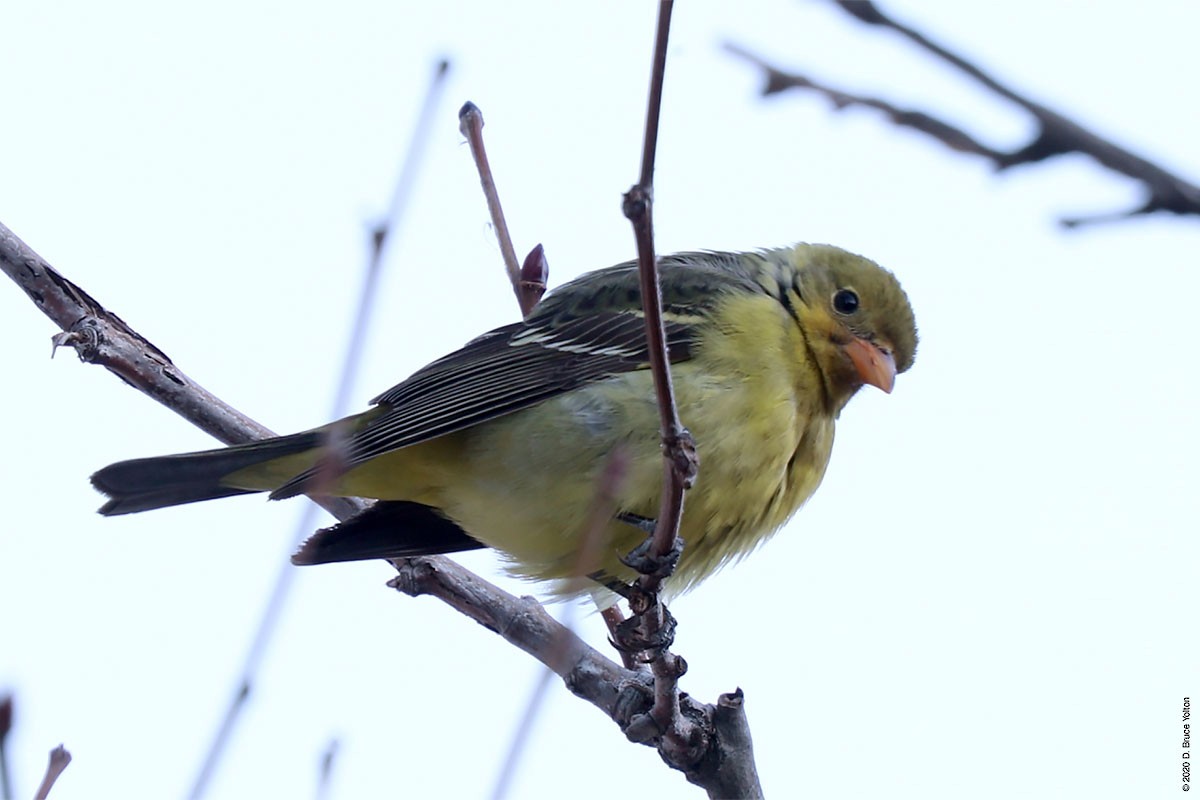 Western Tanager - ML286242301