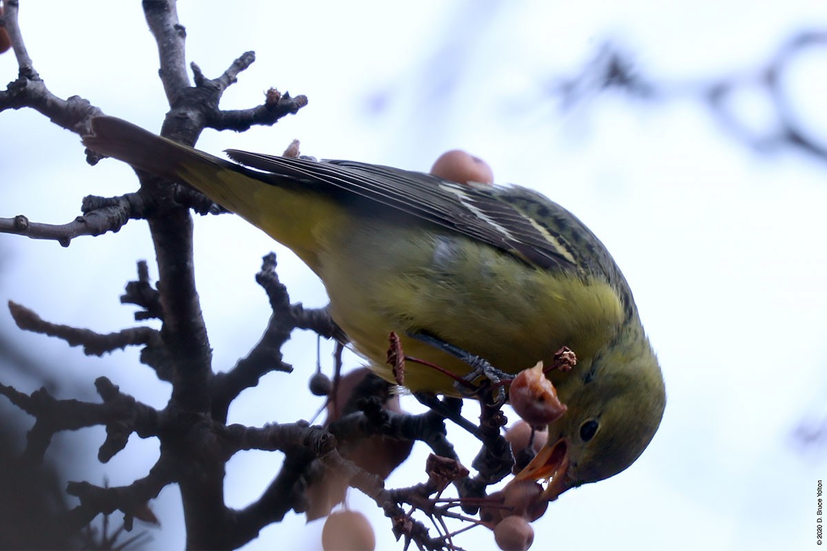 Western Tanager - ML286242311