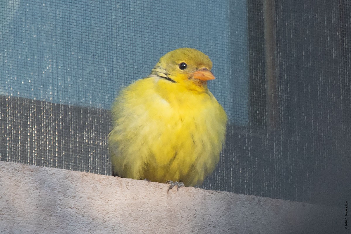 Western Tanager - ML286242321