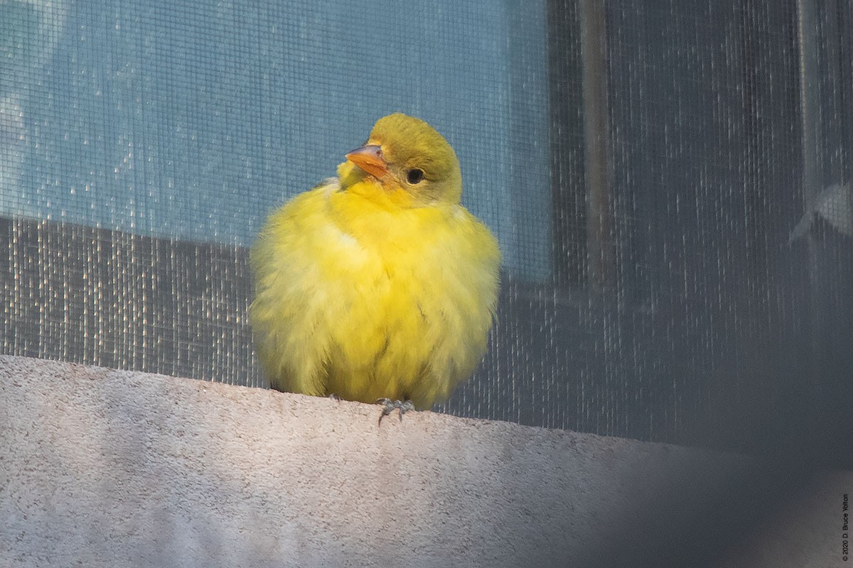 Western Tanager - ML286242331