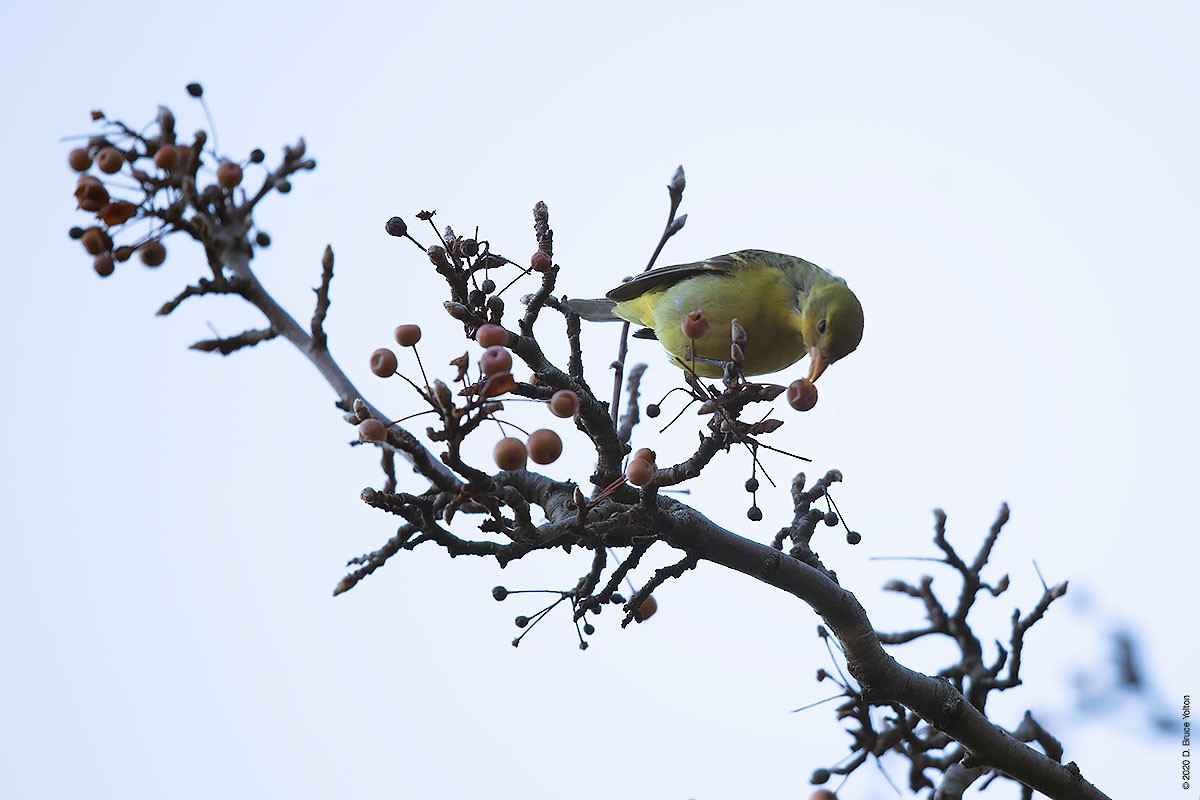 Western Tanager - ML286242341