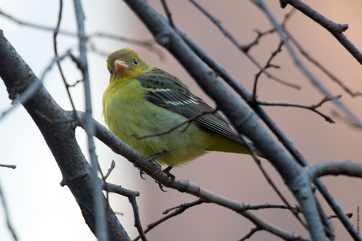 Western Tanager - ML286242351