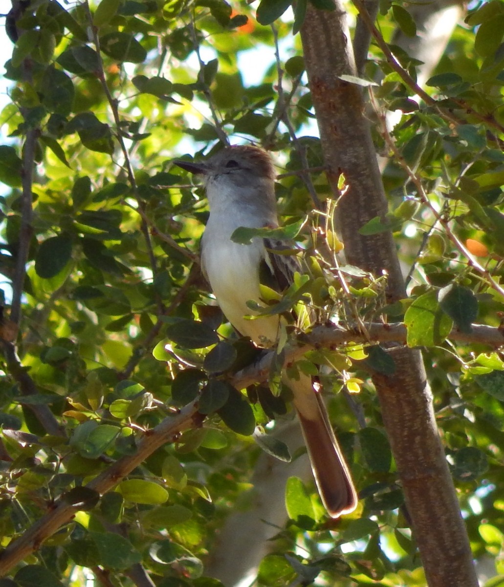 Nutting's Flycatcher - ML286243611