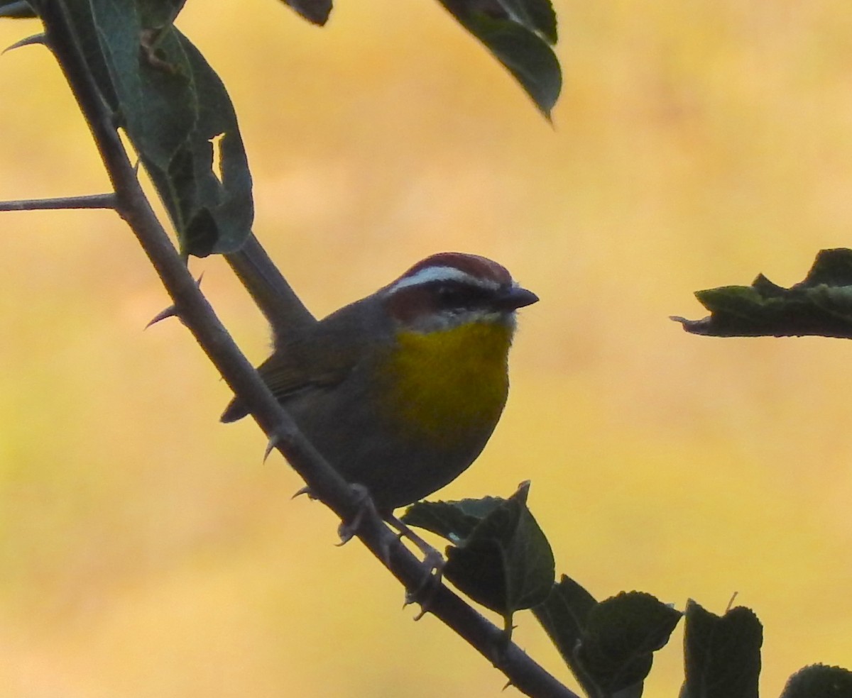 Rufous-capped Warbler - ML286243621