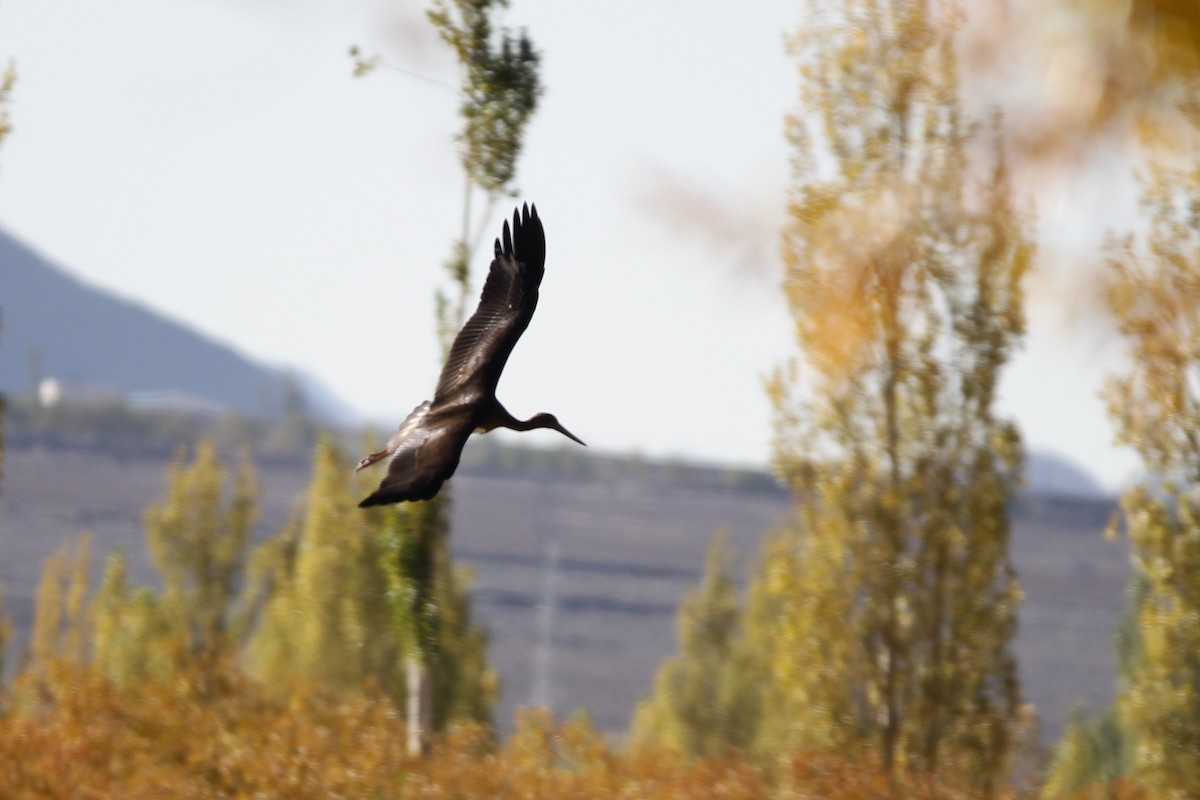 Black Stork - ML286244391