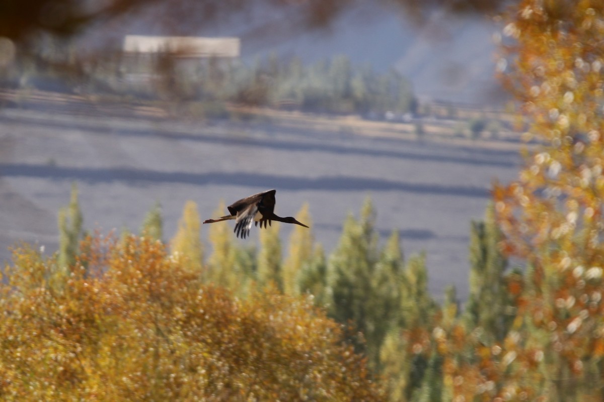 Black Stork - ML286244401