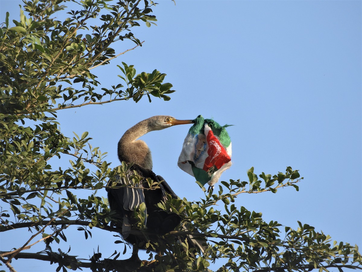 anhinga indomalajská - ML286249361