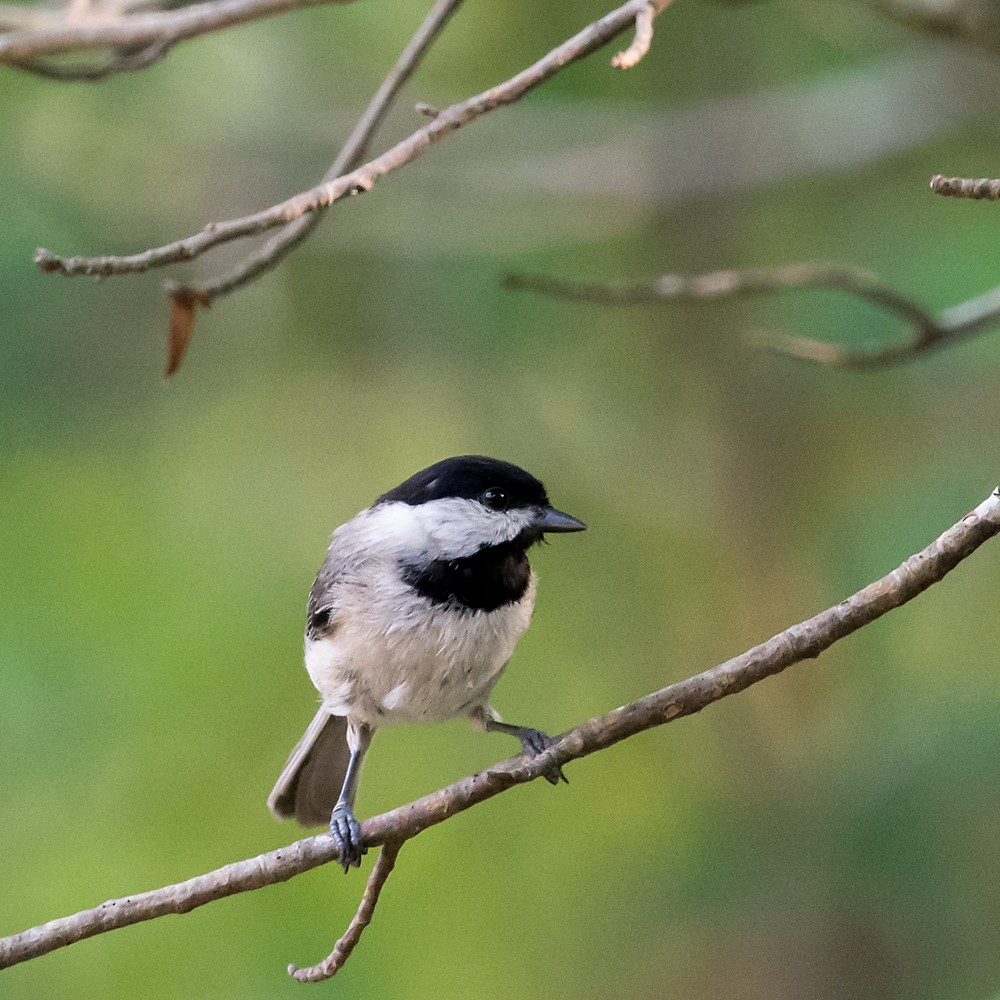 Carolina Chickadee - ML28625301