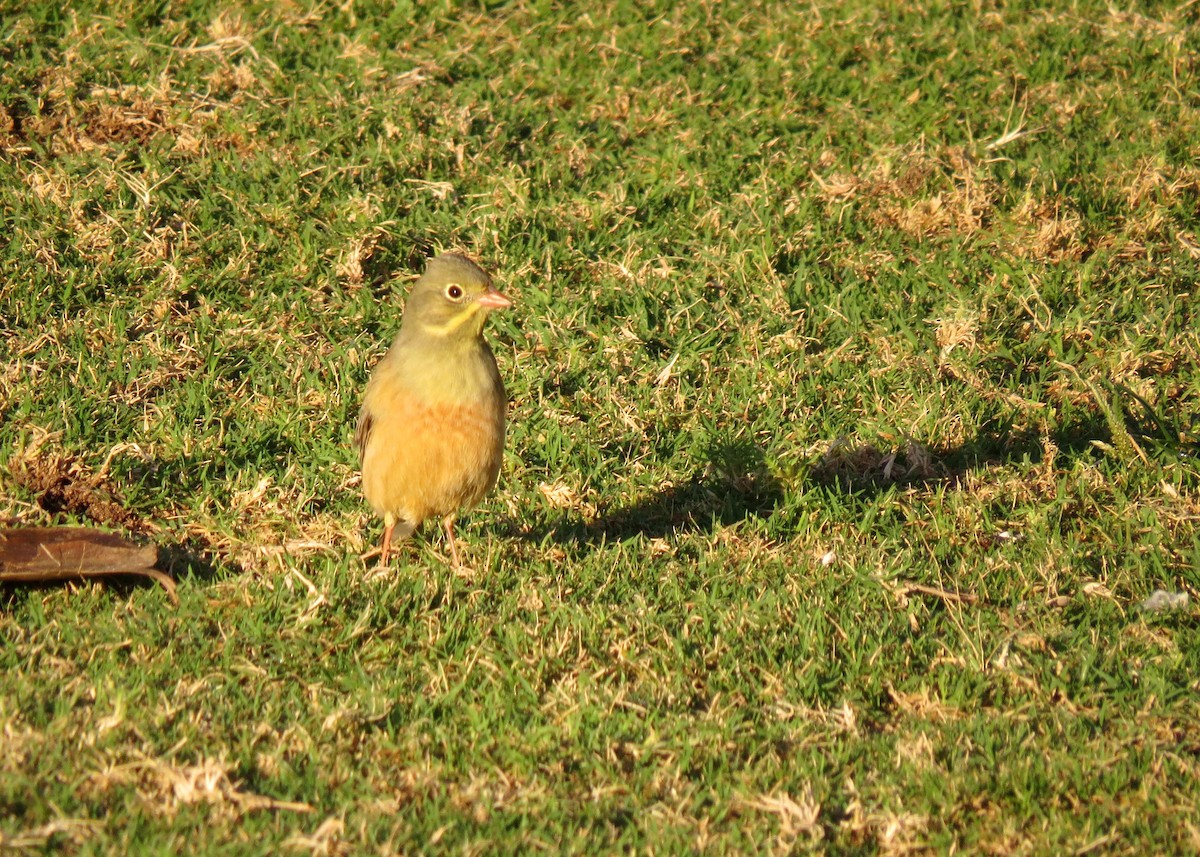 Ortolan Bunting - ML286254361