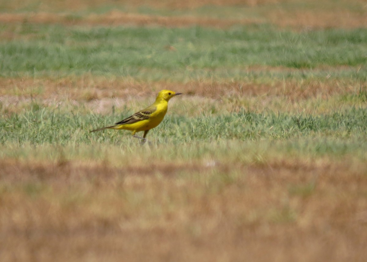 Western Yellow Wagtail (lutea) - ML286254581