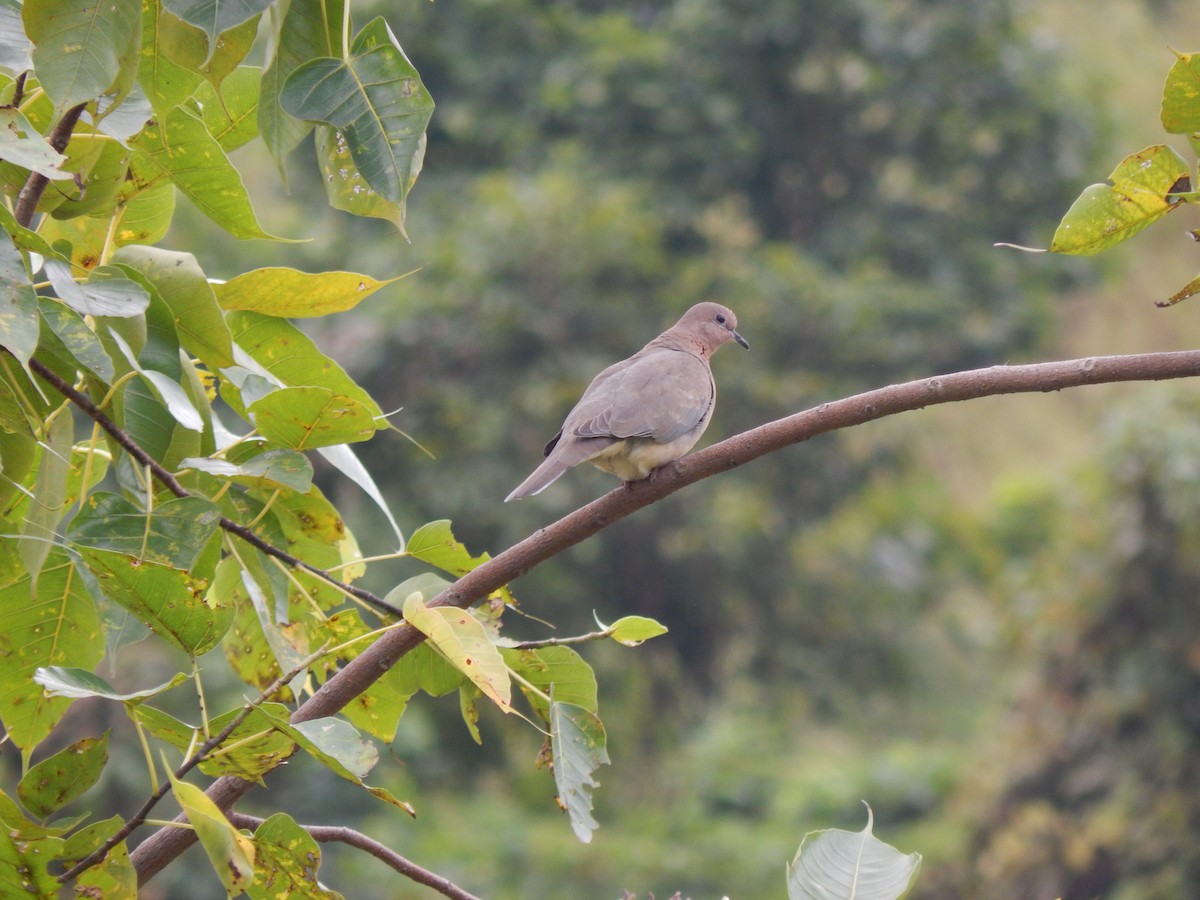 Tórtola Senegalesa - ML286254691