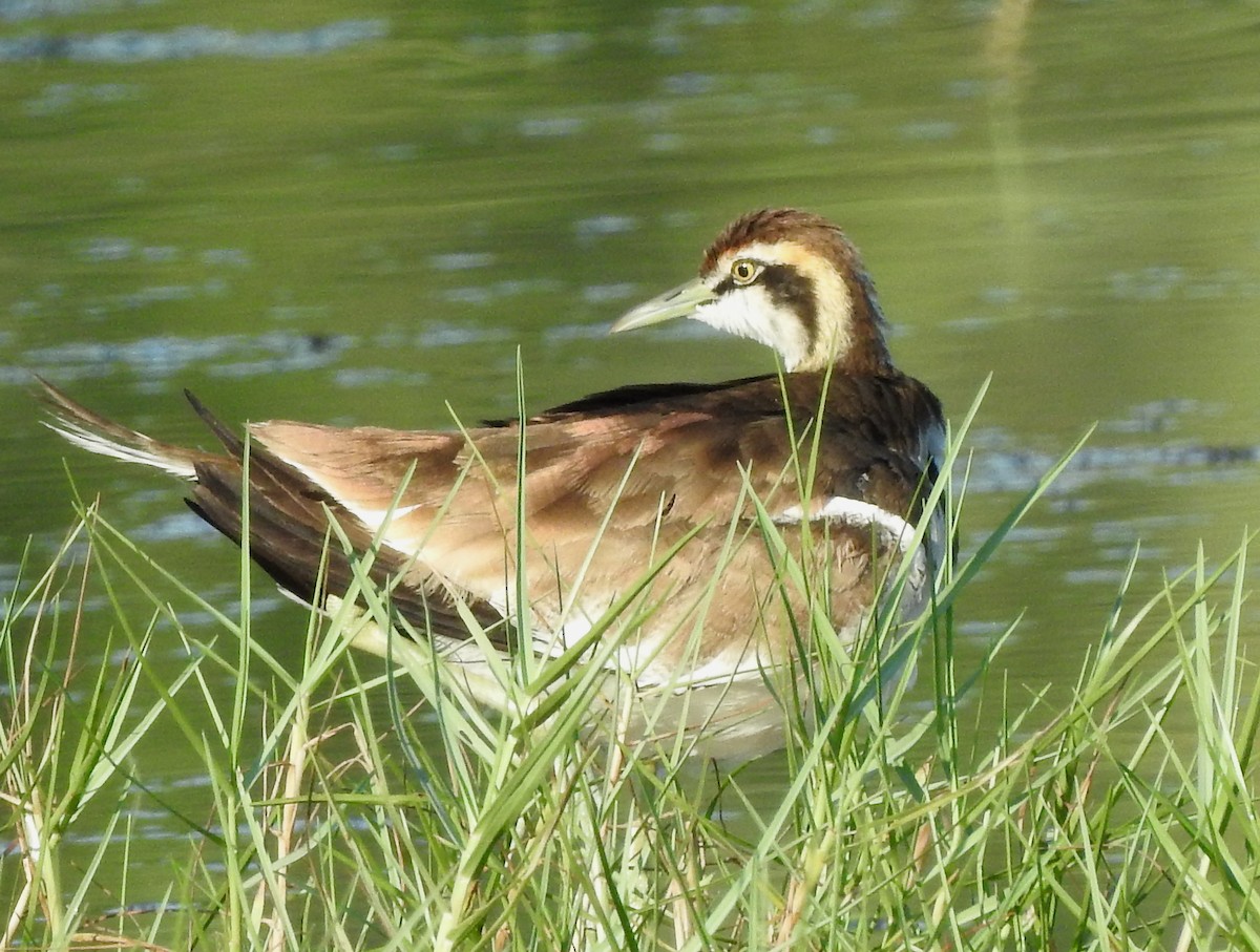 Pheasant-tailed Jacana - Mohanan Choron