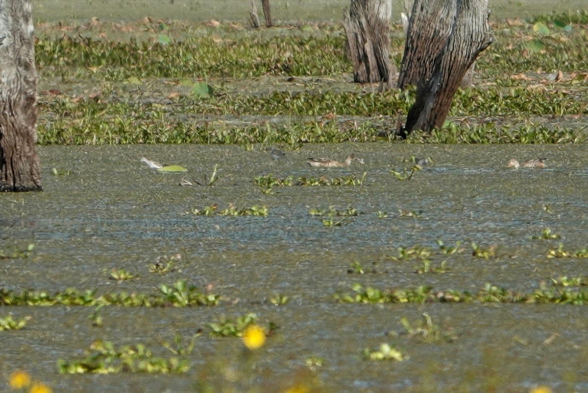 Northern Shoveler - ML286257391