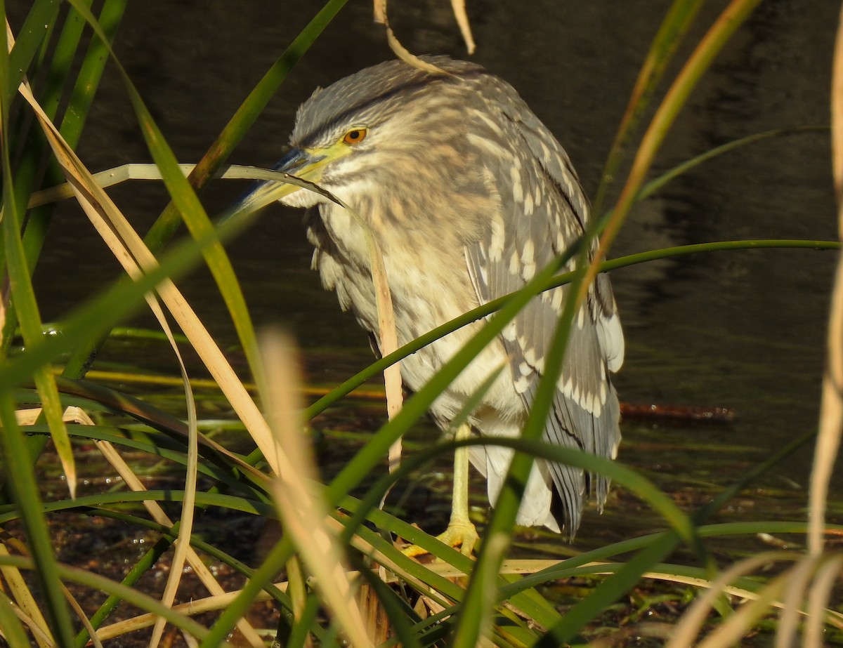 Black-crowned Night Heron (Eurasian) - ML286263441