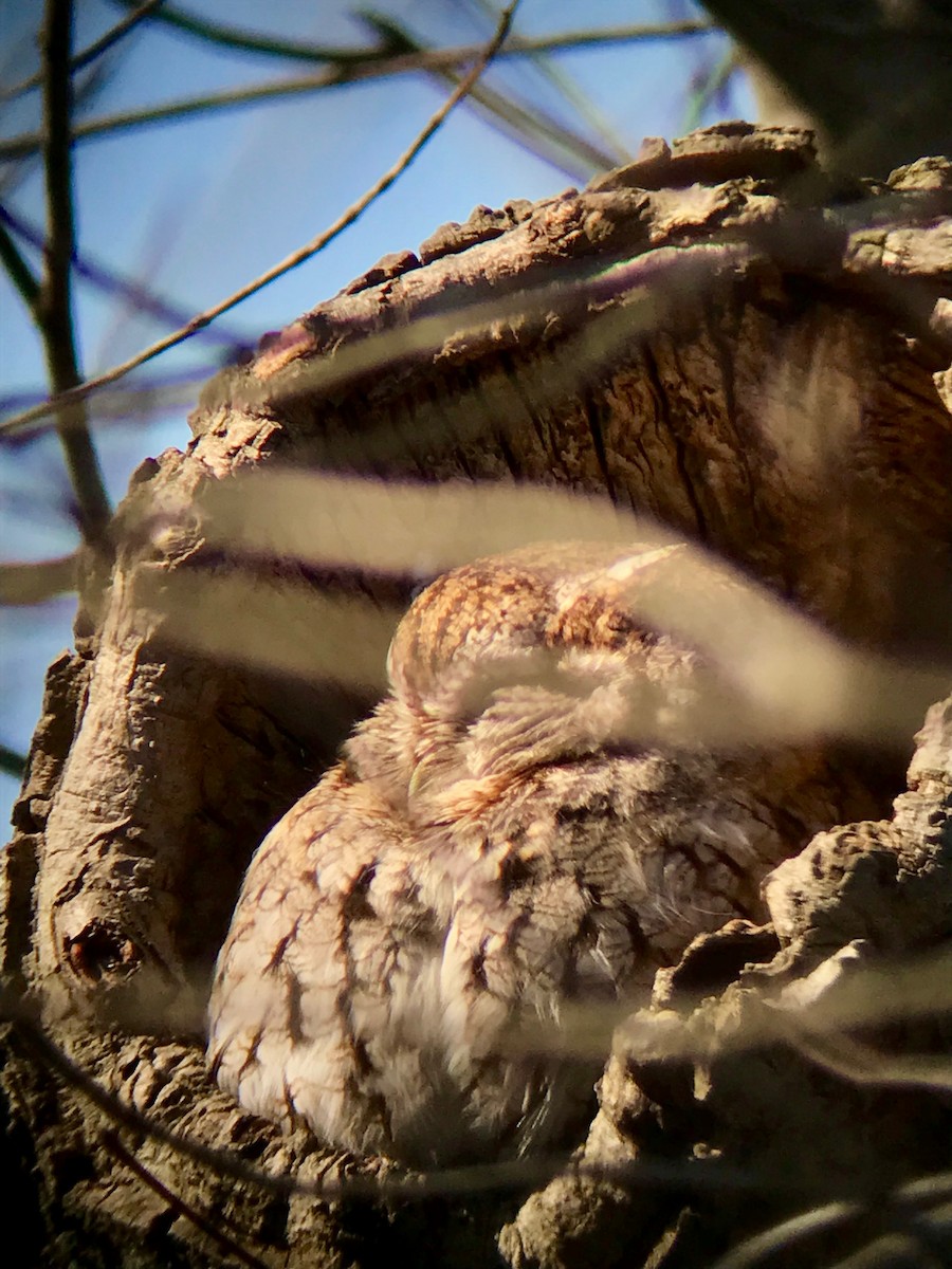 Eastern Screech-Owl - Gabriel Willow