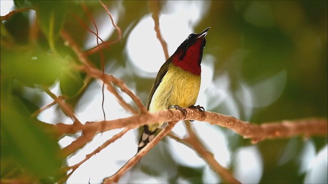 Fork-tailed Sunbird (Fork-tailed) - ML286264461