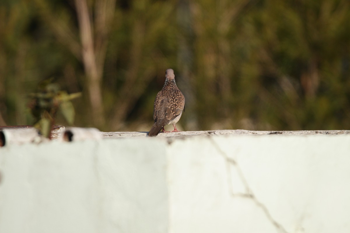 珠頸斑鳩 - ML286266851