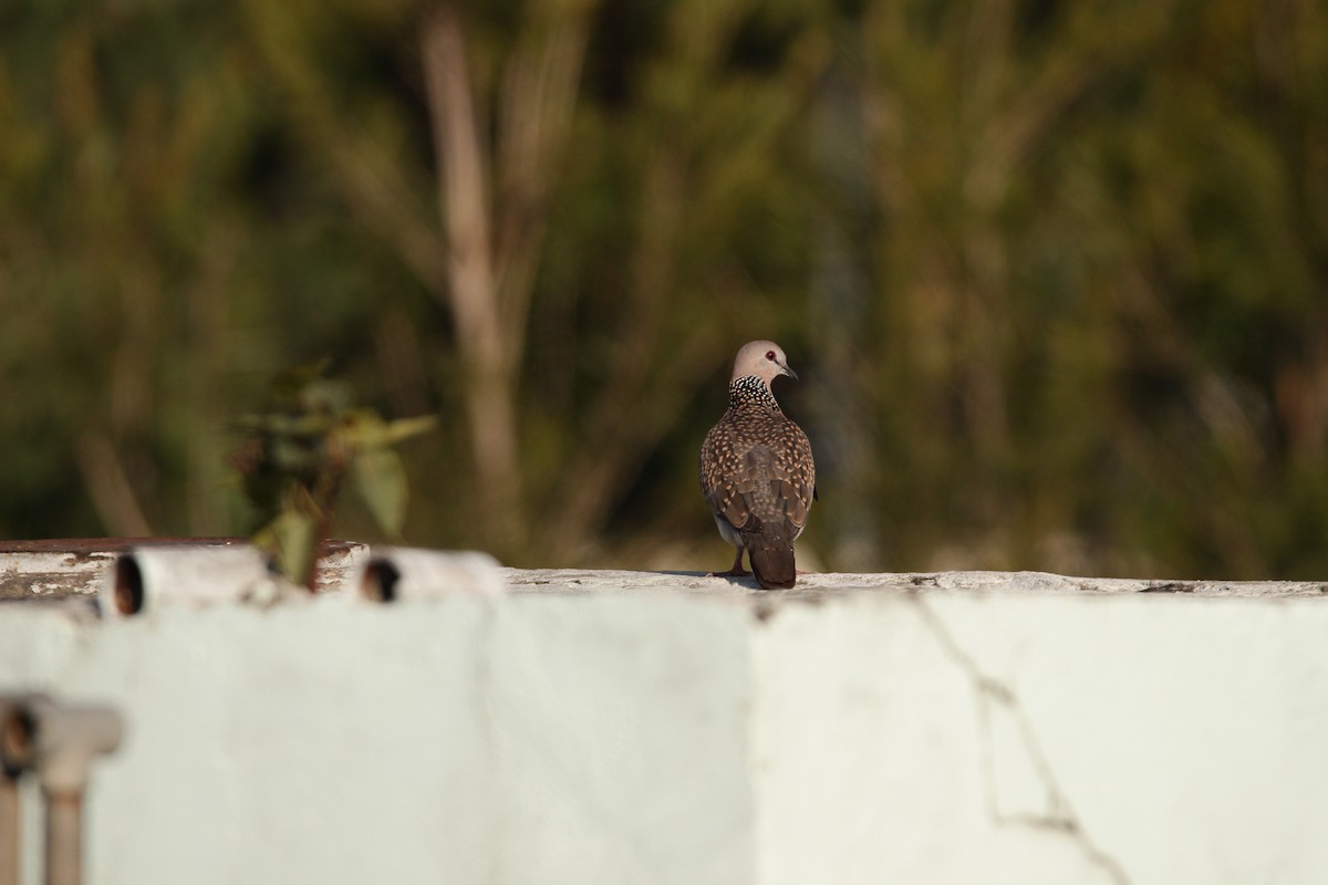 Spotted Dove - ML286266881