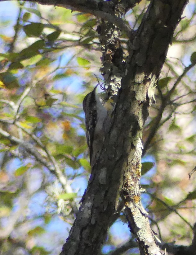 Brown Creeper - ML286267771