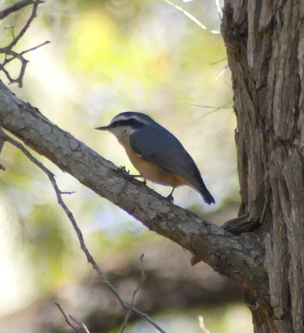 Red-breasted Nuthatch - ML286267811