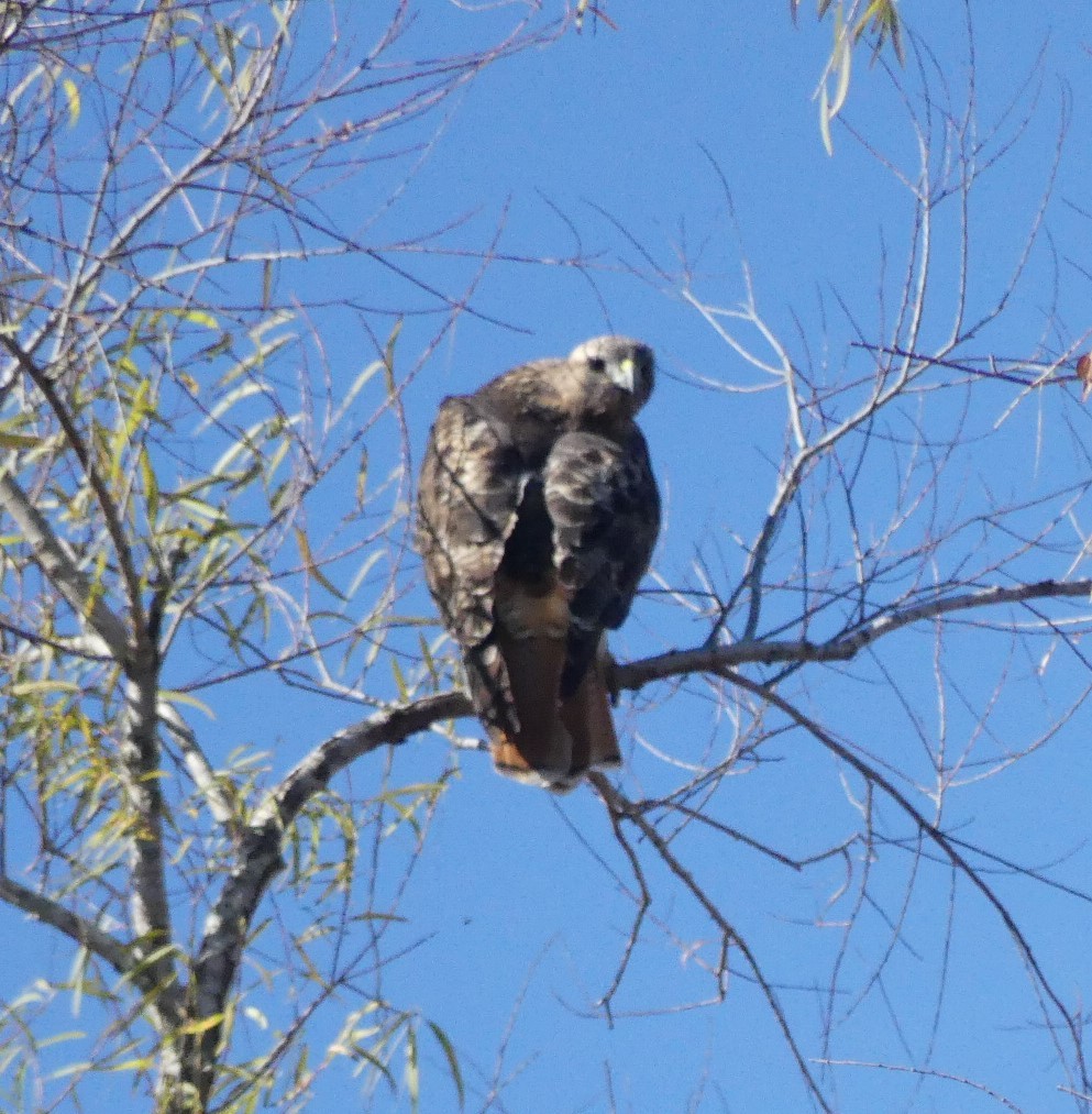 Red-tailed Hawk - Shelia Hargis