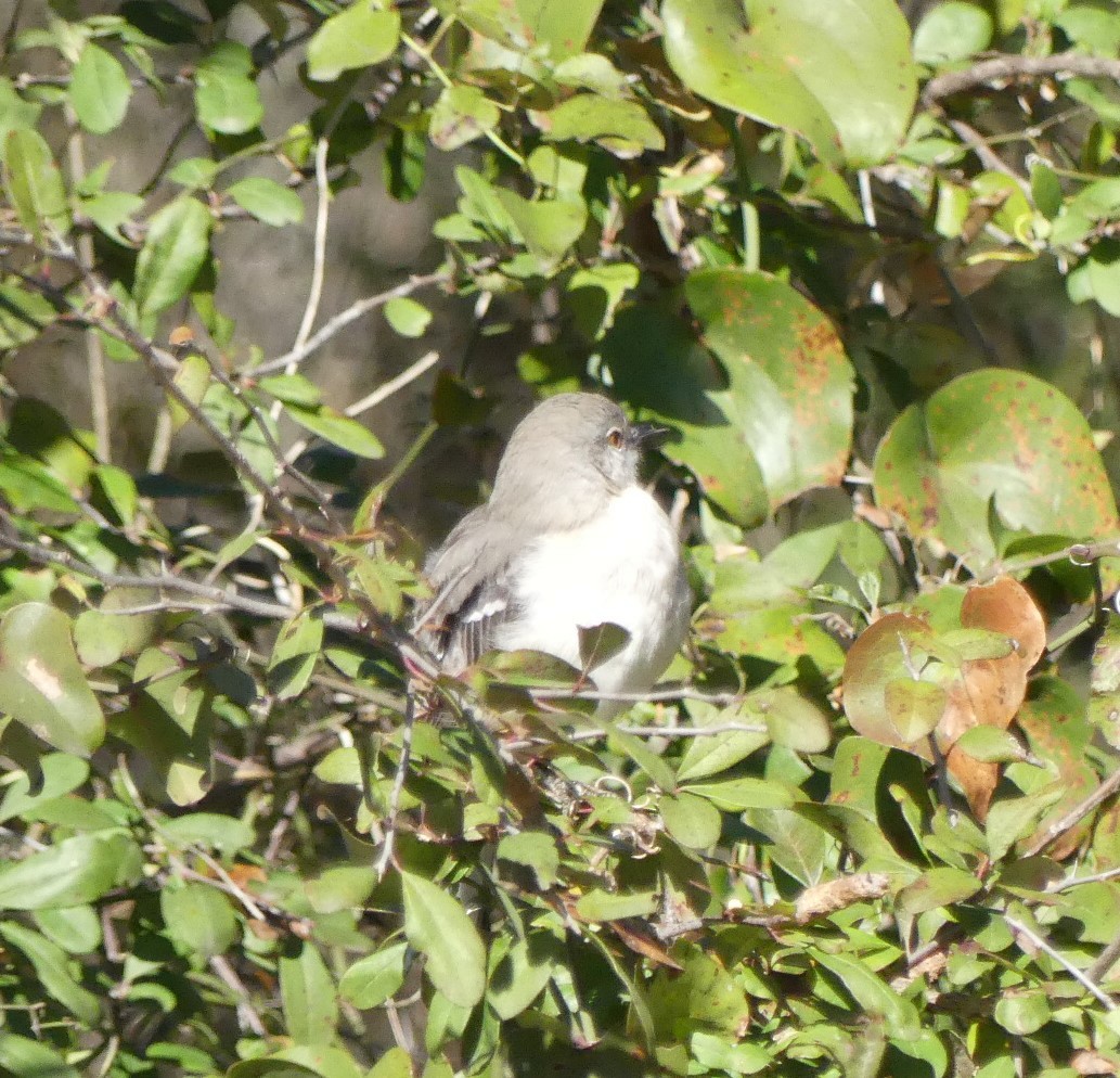 Northern Mockingbird - ML286267881