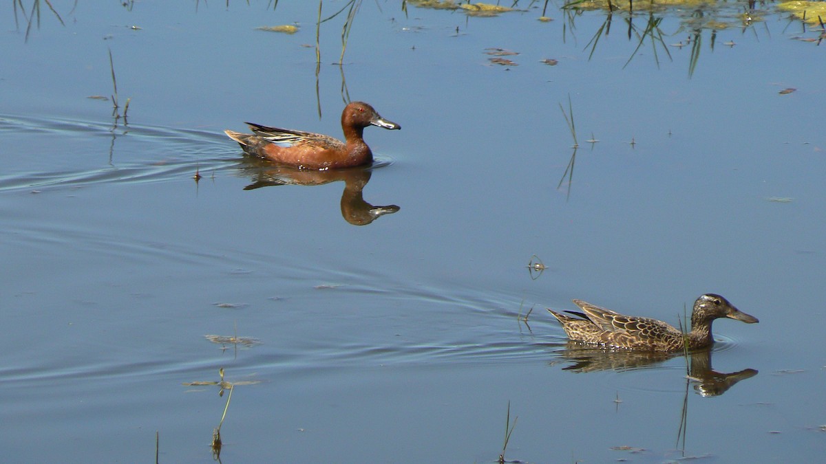 Cinnamon Teal - Edward Hewitt