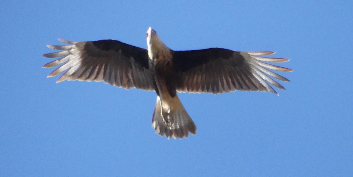 Crested Caracara (Northern) - ML286267911