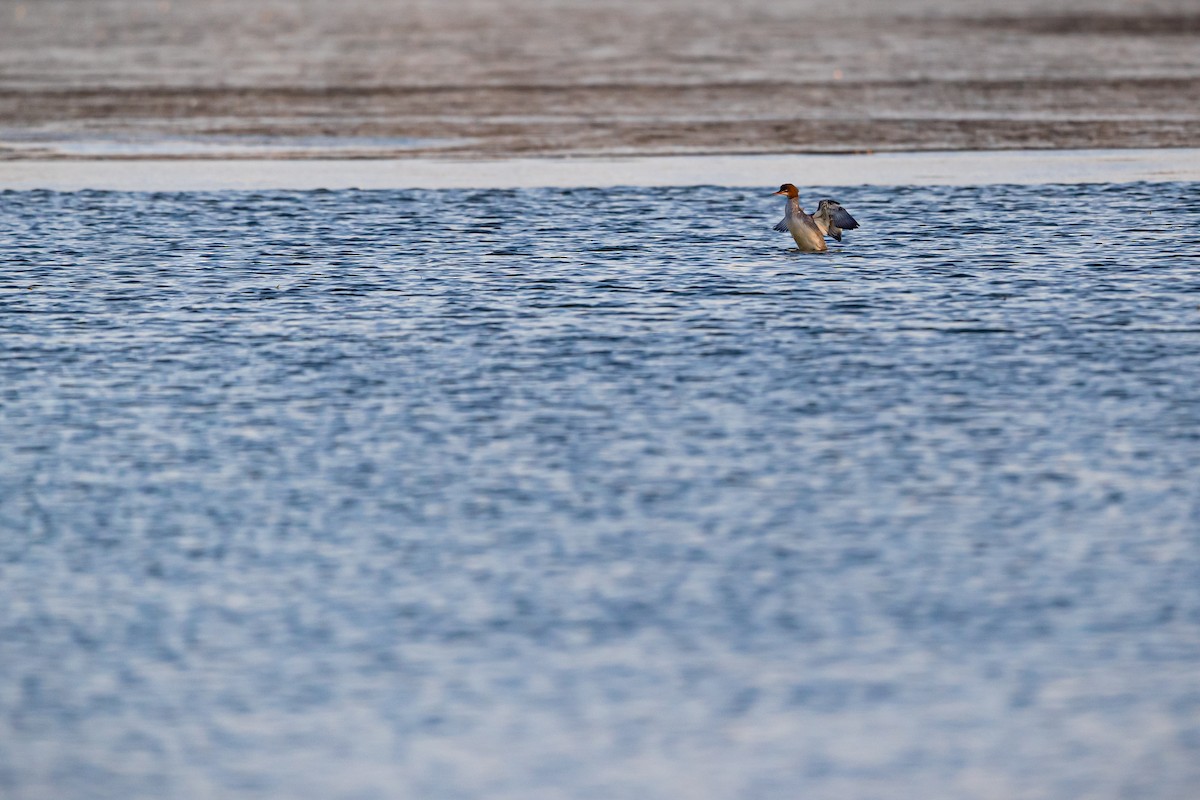 Common Merganser - Jun Yang