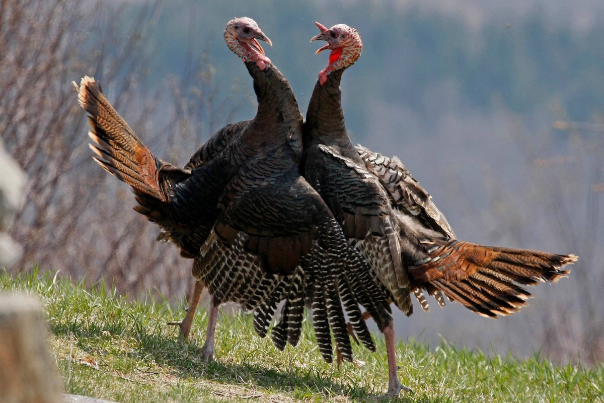 Wild Turkey - ML28627271