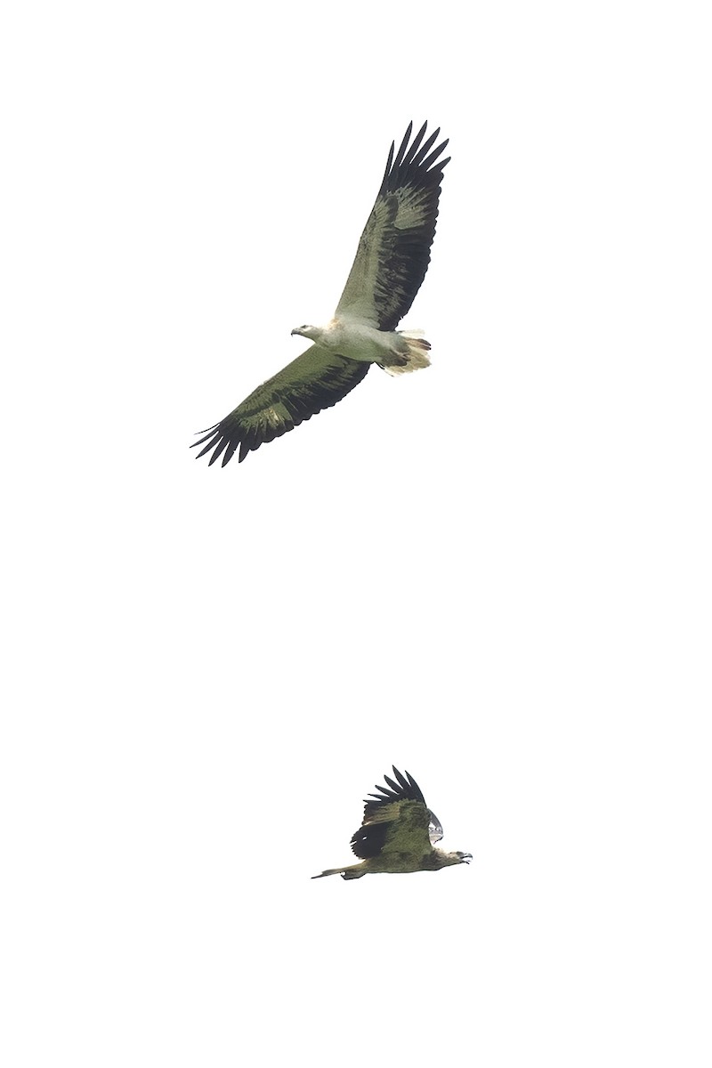 White-bellied Sea-Eagle - ML286275411