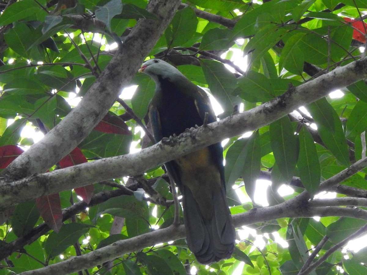 Wompoo Fruit-Dove - ML286275781