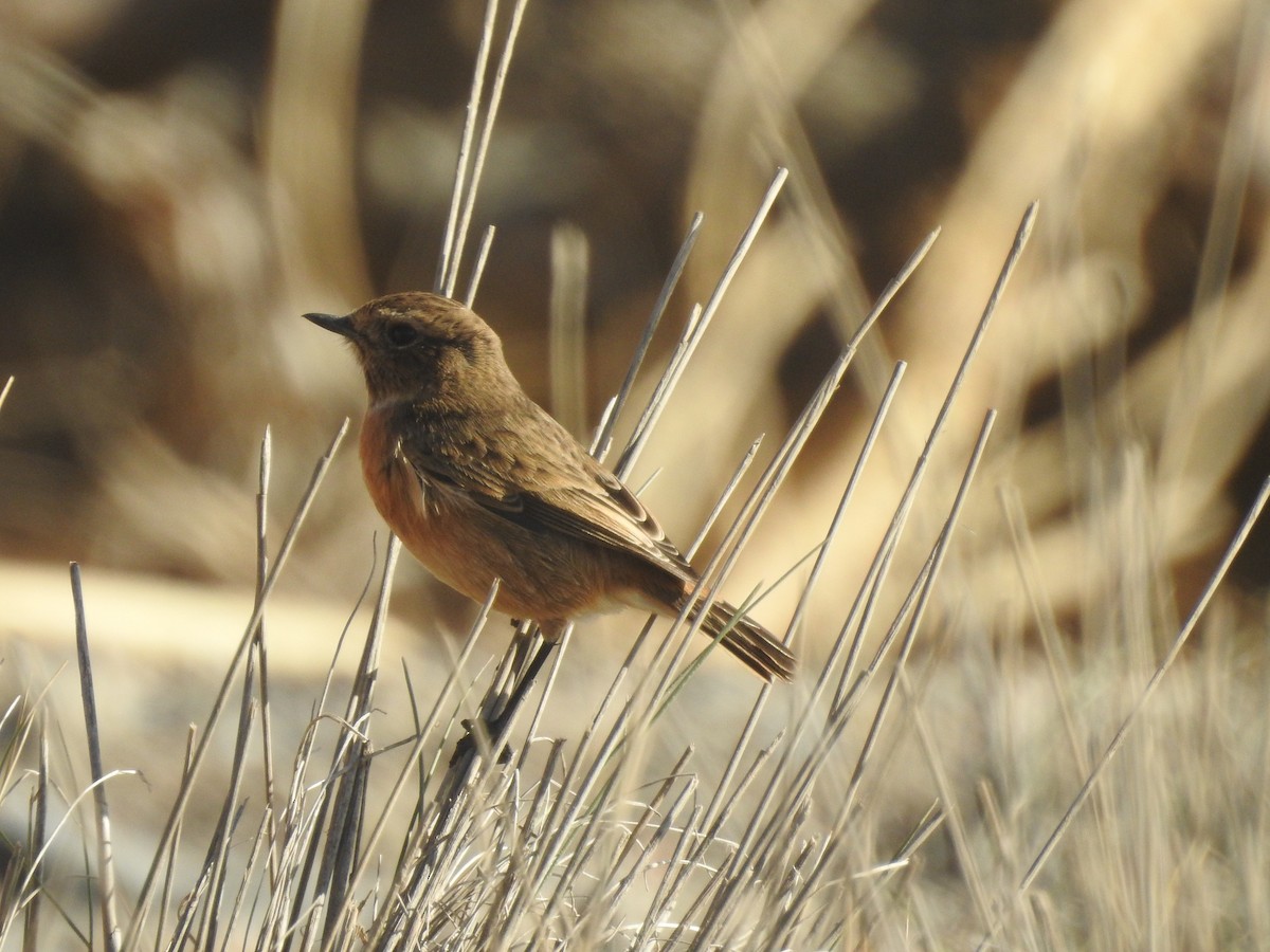 European Stonechat - ML286277091