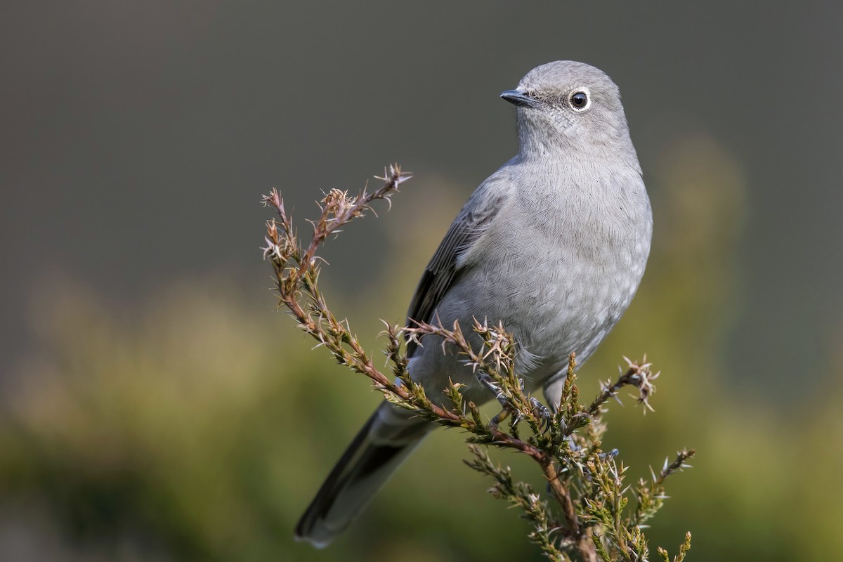 Townsend's Solitaire - Tony Dvorak