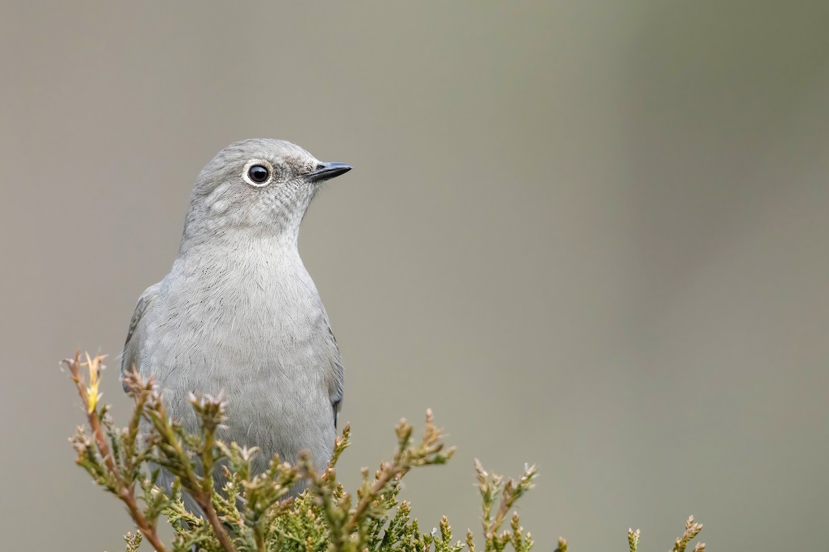 Townsend's Solitaire - Tony Dvorak