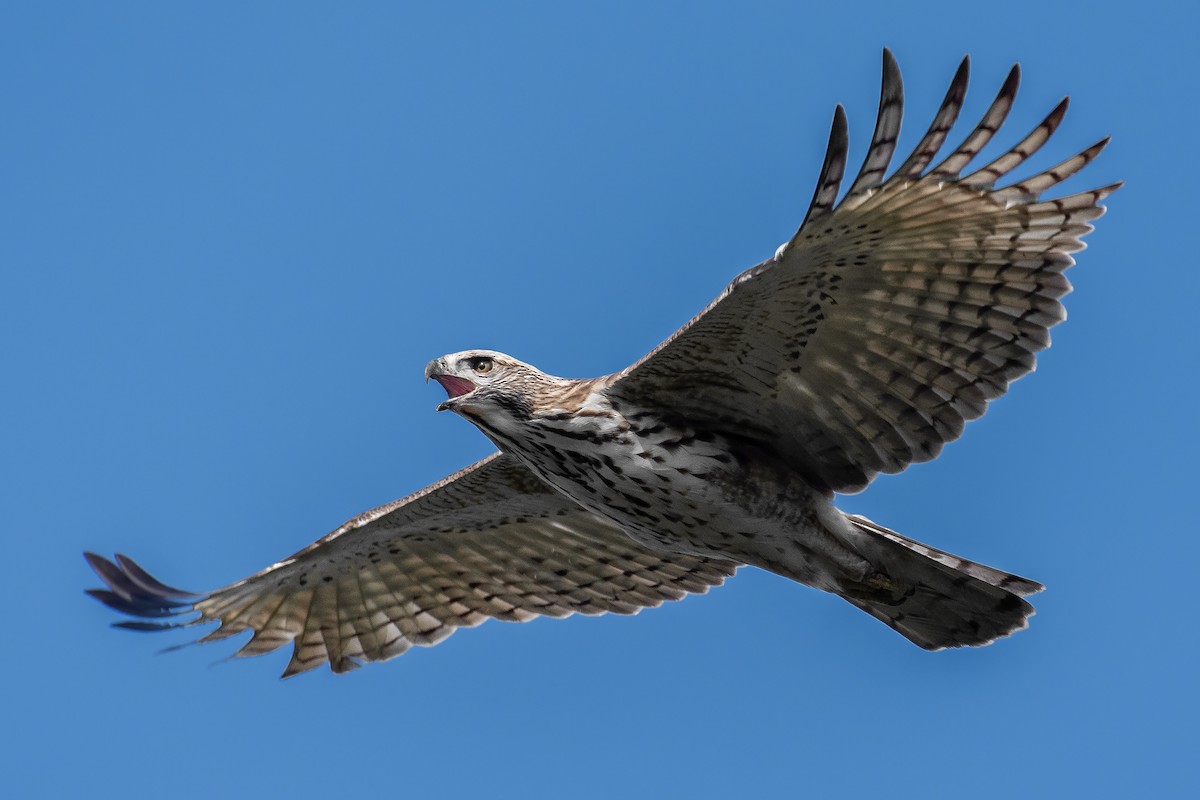 Changeable Hawk-Eagle (Changeable) - ML286278831