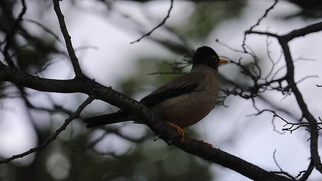 Merle austral (magellanicus/pembertoni) - ML286281141