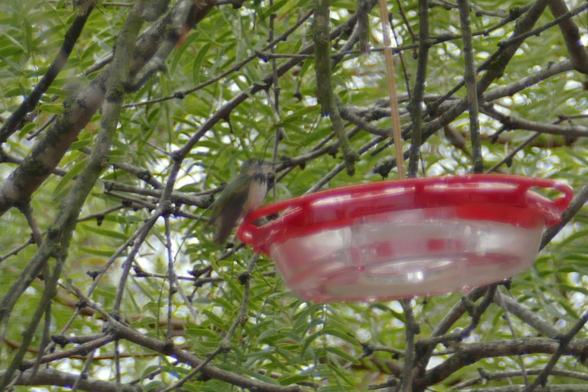 Calliope Hummingbird - Patty Leslie Pasztor