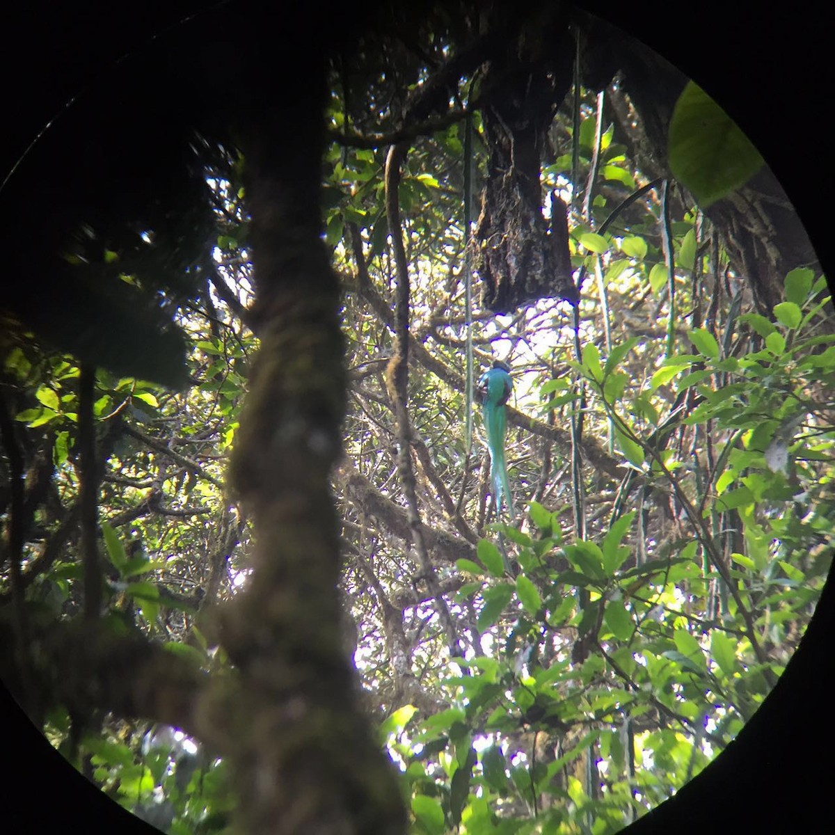 Resplendent Quetzal - ML28628131